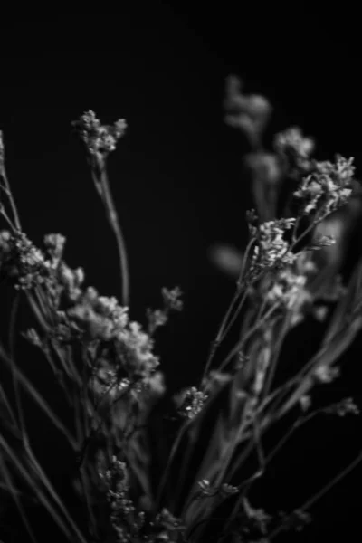 Estudio Foto Flores Plantas Blanco Negro Flores Sobre Fondo Negro —  Fotos de Stock