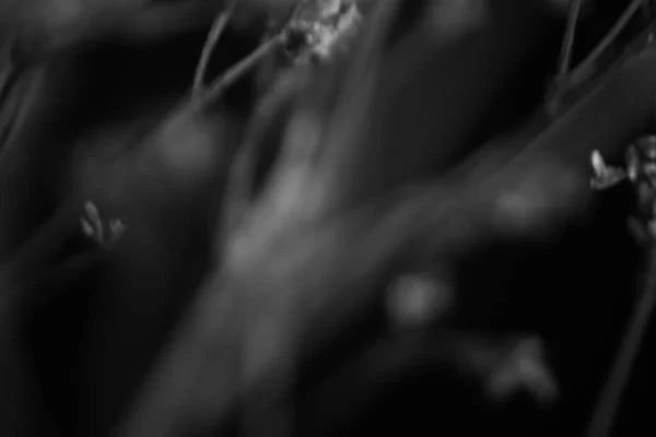Студія Фото Чорно Білих Квітів Рослин Квіти Чорному Тлі — стокове фото