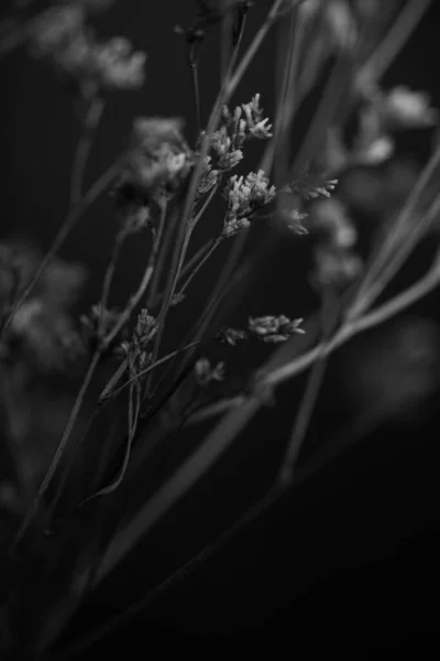 Studio Photo Fleurs Plantes Noir Blanc Fleurs Sur Fond Noir — Photo