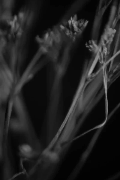 Studio Photo Black White Flowers Plants Flowers Black Background — Stock Photo, Image