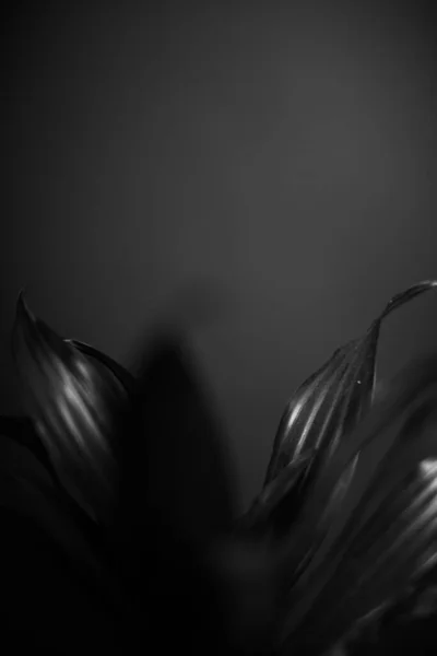 スタジオ写真黒と白の花や植物 黒の背景の花 — ストック写真