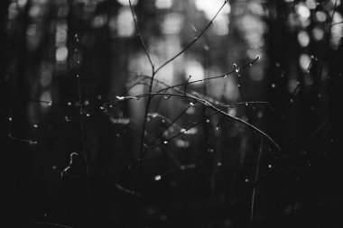 siyah ve beyaz manzara fotoğrafçılığı, sihirli orman ve ağaçlar, kökler ve dallar