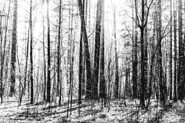 siyah ve beyaz manzara fotoğrafçılığı, sihirli orman ve ağaçlar, kökler ve dallar