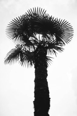 siyah ve beyaz manzara fotoğrafçılığı, sihirli orman ve ağaçlar, kökler ve dallar