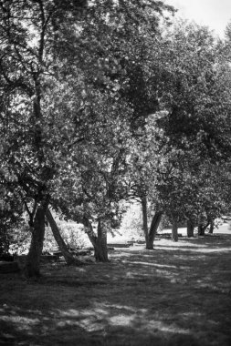 siyah ve beyaz manzara fotoğrafçılığı, sihirli orman ve ağaçlar, kökler ve dallar