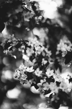 siyah ve beyaz manzara fotoğrafçılığı, sihirli orman ve ağaçlar, kökler ve dallar