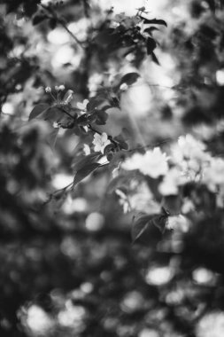 siyah ve beyaz manzara fotoğrafçılığı, sihirli orman ve ağaçlar, kökler ve dallar