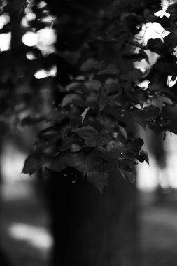 siyah ve beyaz manzara fotoğrafçılığı, sihirli orman ve ağaçlar, kökler ve dallar