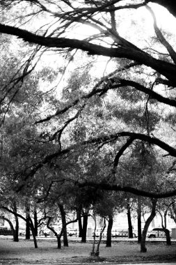 siyah ve beyaz manzara fotoğrafçılığı, sihirli orman ve ağaçlar, kökler ve dallar