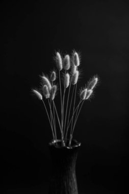 herbarium, pussies, bouquet of flowers on dark background,studio photo black and white flowers and plants