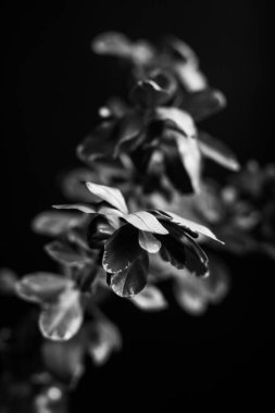 herbarium, pussies, bouquet of flowers on dark background,studio photo black and white flowers and plants