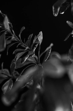 herbarium, pussies, bouquet of flowers on dark background,studio photo black and white flowers and plants