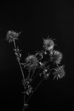 herbarium, pussies, bouquet of flowers on dark background,studio photo black and white flowers and plants