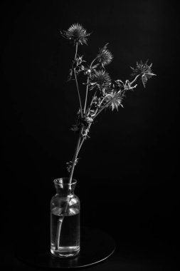 herbarium, pussies, bouquet of flowers on dark background,studio photo black and white flowers and plants