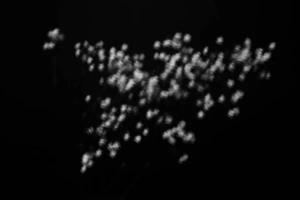 Черно Белые Цветы Растения Цветы Черном Фоне — стоковое фото