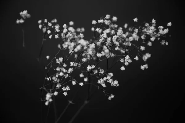 Estudio Foto Flores Plantas Blanco Negro Flores Sobre Fondo Negro — Foto de Stock