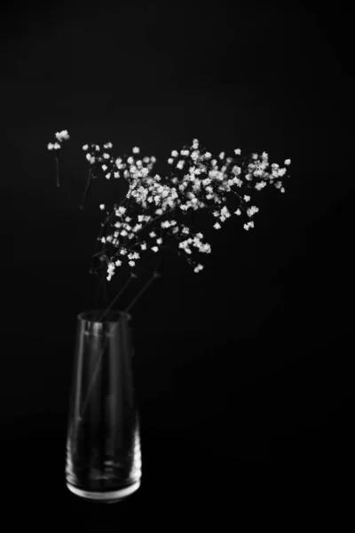 Studio Photo Fleurs Plantes Noir Blanc Fleurs Sur Fond Noir — Photo