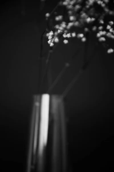演播室照片黑白花朵和植物黑色背景的花朵 — 图库照片