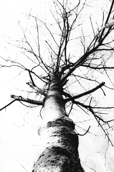 Fekete Fehér Tájkép Mágikus Erdő Fák Gyökerek Ágak — Stock Fotó