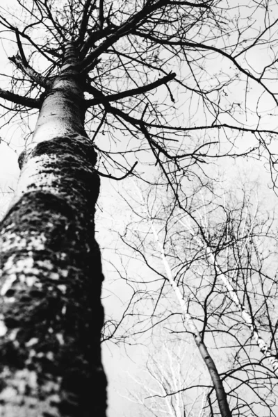 Czarno Białe Krajobrazy Magiczne Lasy Drzewa Korzenie Gałęzie — Zdjęcie stockowe