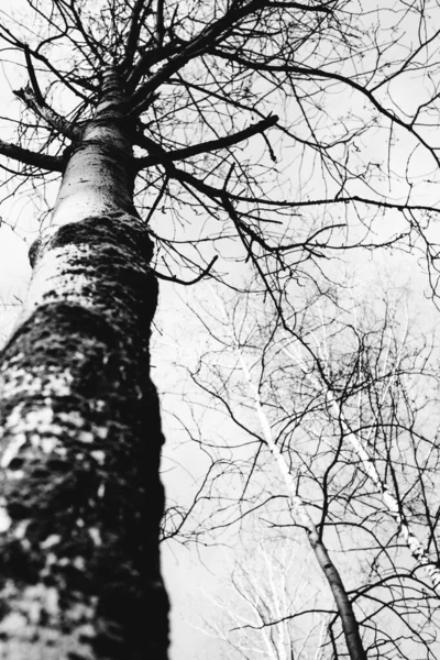 Fotografia Paisagem Preto Branco Floresta Mágica Árvores Raízes Galhos — Fotografia de Stock