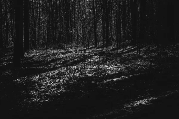 Siyah Beyaz Manzara Fotoğrafçılığı Sihirli Orman Ağaçlar Kökler Dallar — Stok fotoğraf