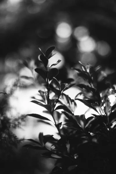 Fotografía Paisajes Blanco Negro Bosque Mágico Árboles Raíces Ramas —  Fotos de Stock