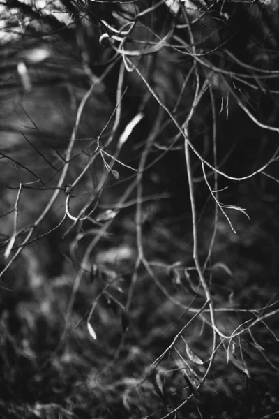 Fekete Fehér Tájkép Mágikus Erdő Fák Gyökerek Ágak — Stock Fotó