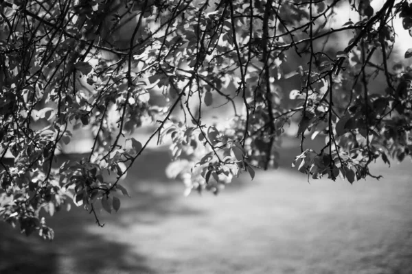 Photographie Paysage Noir Blanc Forêt Magique Arbres Racines Branches — Photo