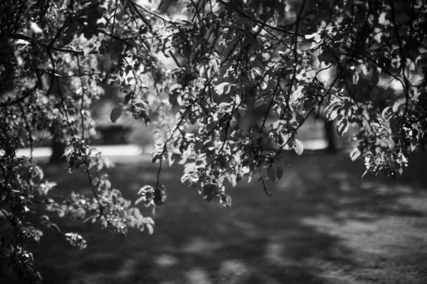 Black White Landscape Photography Magic Forest Trees Roots Branches — Stock Photo, Image