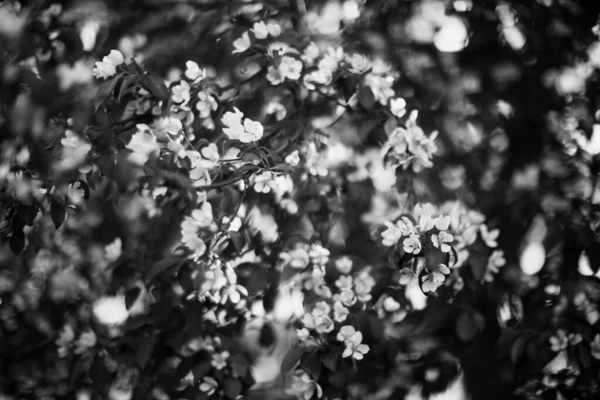 Fotografía Paisajes Blanco Negro Bosque Mágico Árboles Raíces Ramas —  Fotos de Stock