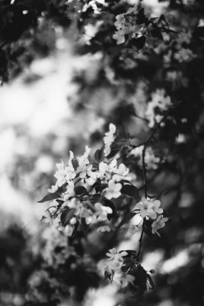 Fotografia Paisagem Preto Branco Floresta Mágica Árvores Raízes Galhos — Fotografia de Stock