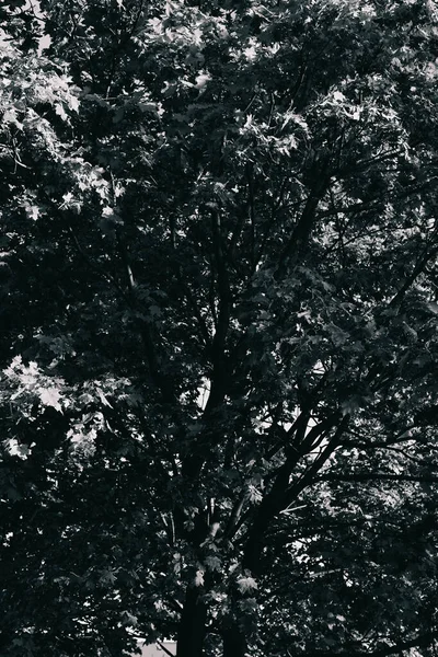 白黒の風景写真魔法の森と木根と枝 — ストック写真