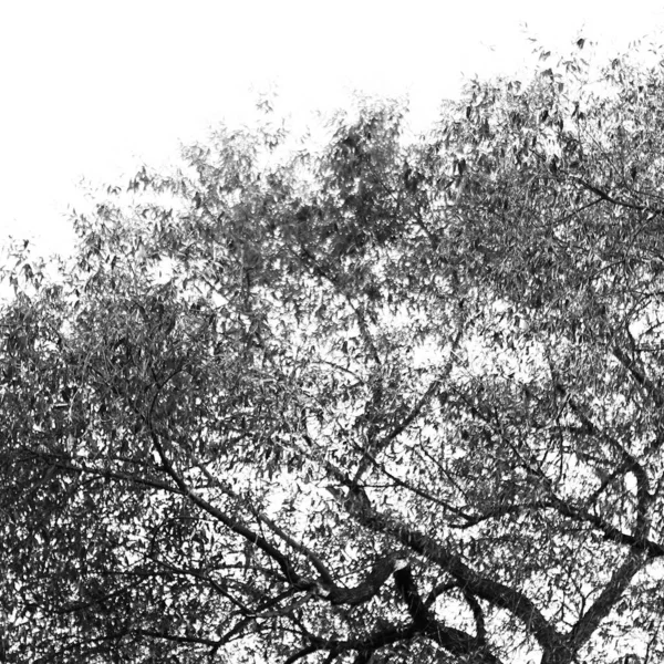 Photographie Paysage Noir Blanc Forêt Magique Arbres Racines Branches — Photo