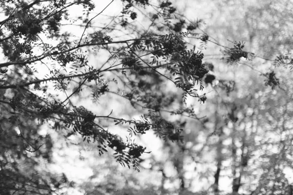 Fotografia Paisagem Preto Branco Floresta Mágica Árvores Raízes Galhos — Fotografia de Stock