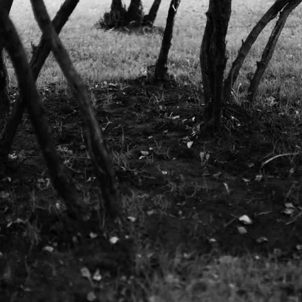 Photographie Paysage Noir Blanc Forêt Magique Arbres Racines Branches — Photo