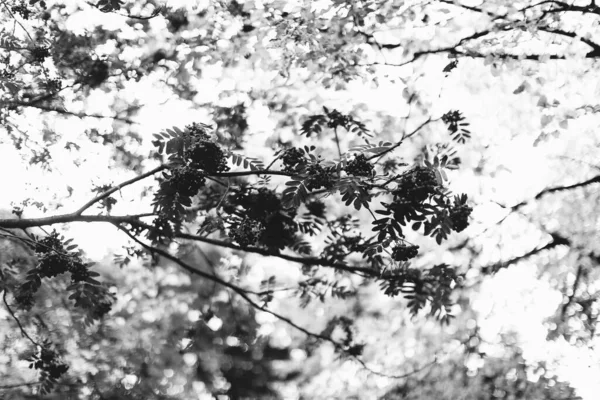 Чорно Біла Пейзажна Фотографія Чарівний Ліс Дерева Коріння Гілки — стокове фото