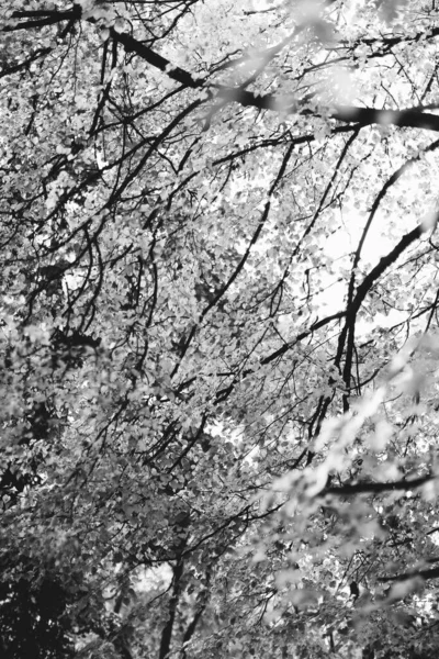 Чорно Біла Пейзажна Фотографія Чарівний Ліс Дерева Коріння Гілки — стокове фото