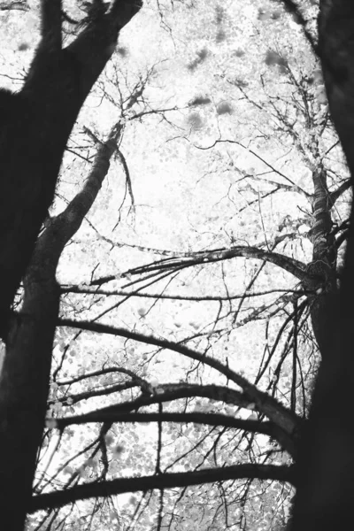 Photographie Paysage Noir Blanc Forêt Magique Arbres Racines Branches — Photo