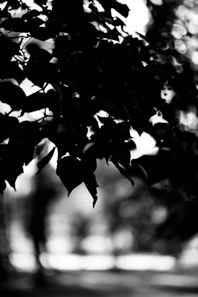 Fotografia Paisagem Preto Branco Floresta Mágica Árvores Raízes Galhos — Fotografia de Stock