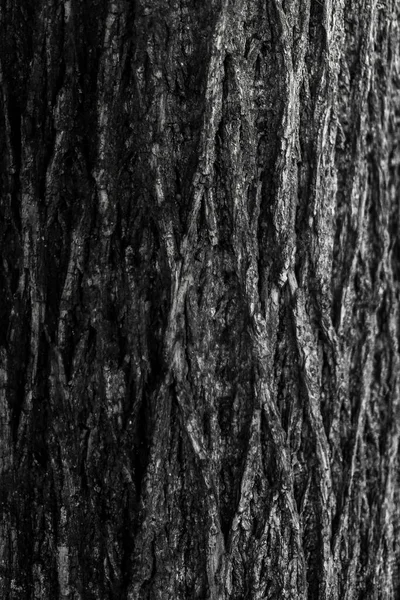 Photographie Paysage Noir Blanc Forêt Magique Arbres Racines Branches — Photo