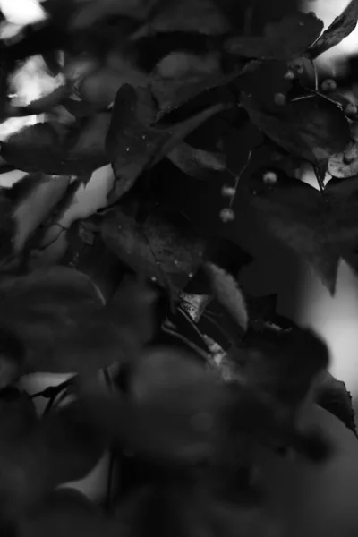 Schwarz Weiß Landschaftsfotografie Zauberwald Und Bäume Wurzeln Und Äste — Stockfoto