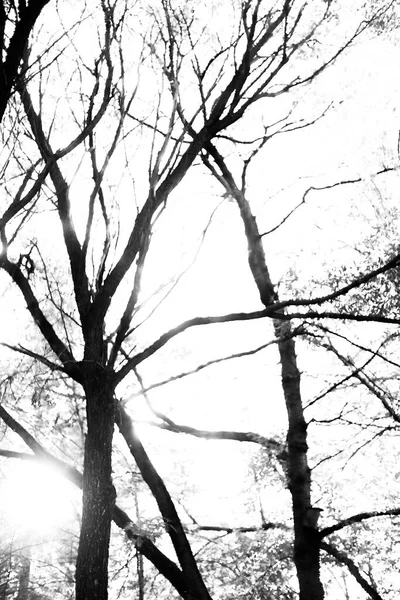 Photographie Paysage Noir Blanc Forêt Magique Arbres Racines Branches — Photo