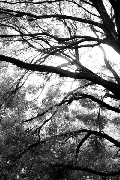 Fotografia Paisagem Preto Branco Floresta Mágica Árvores Raízes Galhos — Fotografia de Stock