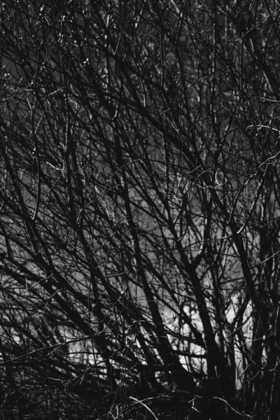 Photographie Paysage Noir Blanc Forêt Magique Arbres Racines Branches — Photo