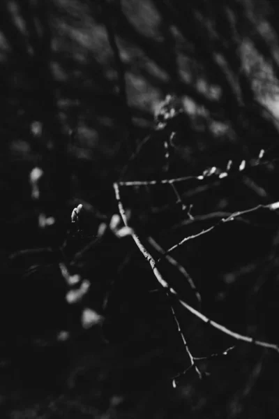 黑白相间的风景摄影 魔法森林和树木 树根和枝条 — 图库照片