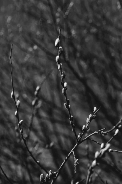 Zwart Wit Landschap Fotografie Magisch Bos Bomen Wortels Takken — Stockfoto