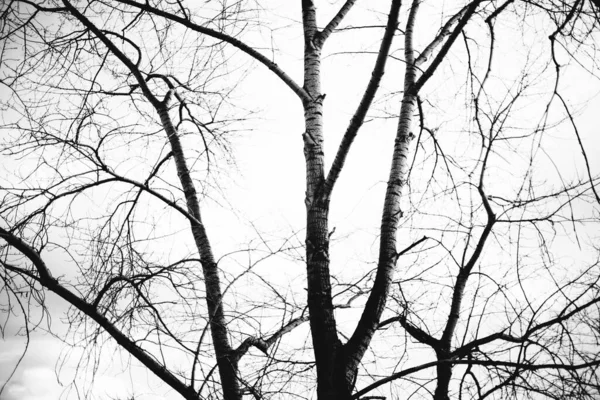 Czarno Białe Krajobrazy Magiczne Lasy Drzewa Korzenie Gałęzie — Zdjęcie stockowe