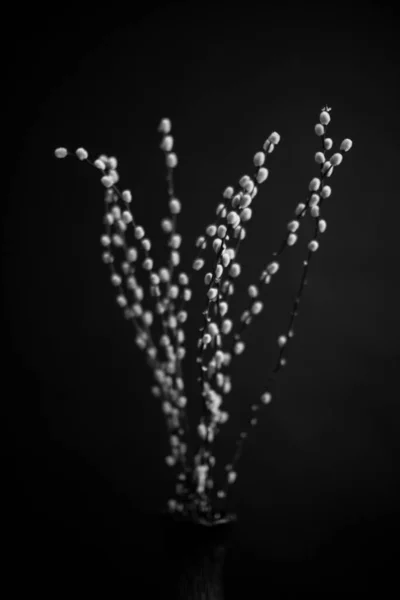 Herbarium Pussies Bouquet Flowers Dark Background Studio Photo Black White — Zdjęcie stockowe