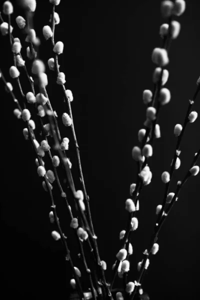 Herbarium Pussies Bouquet Flowers Dark Background Studio Photo Black White — Stock Fotó